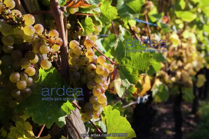 : France, Haut-Rhin, Alsace Region, Alsatian : France, Haut-Rhin, Alsace Region, Alsatian