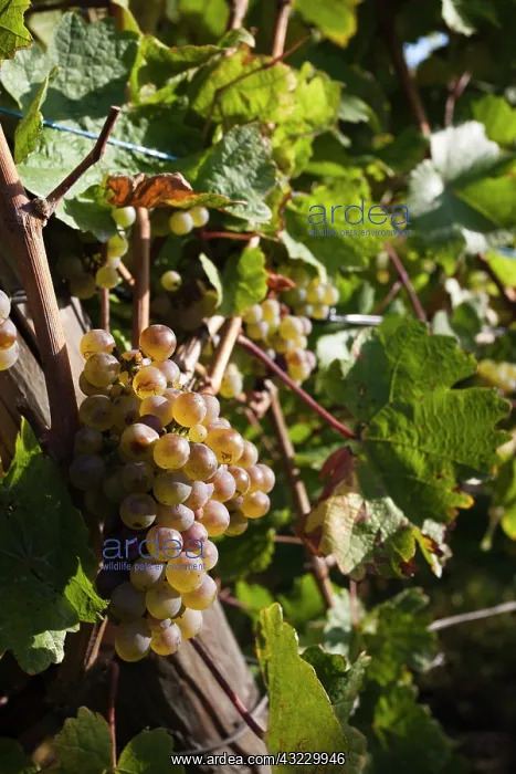  : France, Haut-Rhin, Alsace Region, Alsatian