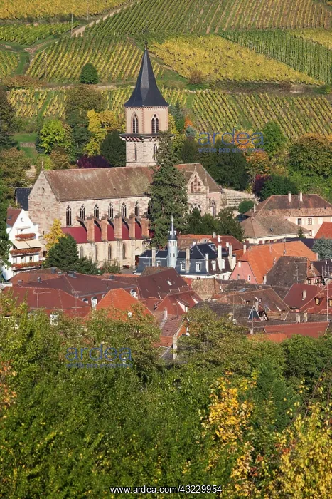 : France, Haut-Rhin, Alsace Region, Alsatian : France, Haut-Rhin, Alsace Region, Alsatian