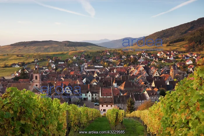 : France, Haut-Rhin, Alsace Region, Alsatian : France, Haut-Rhin, Alsace Region, Alsatian