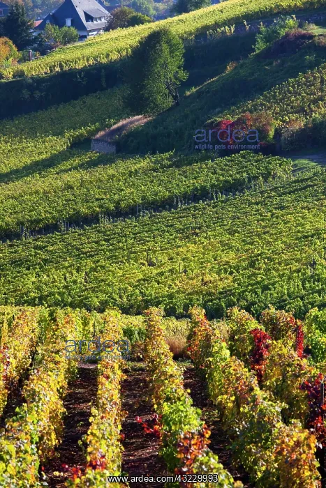 : France, Haut-Rhin, Alsace Region, Alsatian : France, Haut-Rhin, Alsace Region, Alsatian