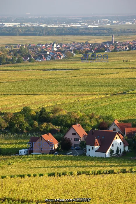 : France, Haut-Rhin, Alsace Region, Alsatian : France, Haut-Rhin, Alsace Region, Alsatian