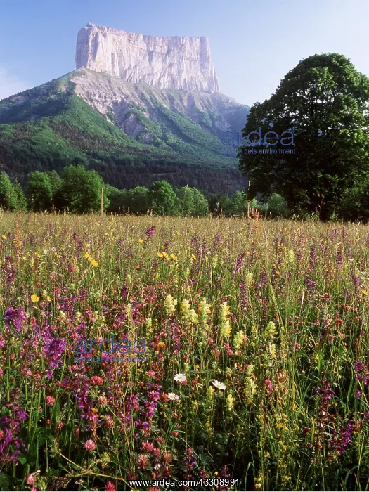 : France - Haymeadow and Mount Aiguilles at Richardiere : France - Haymeadow and Mount Aiguilles at Richardiere