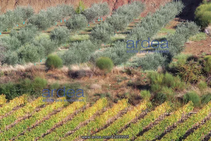  : France - Landsape in winter in Provence