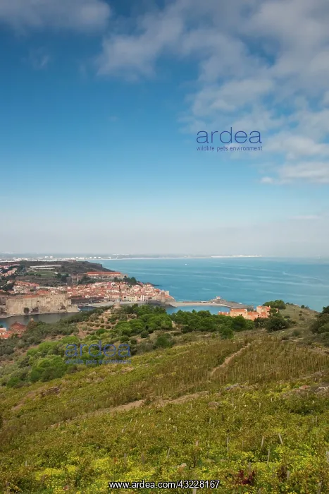 : France, Languedoc-Roussillon, Pyrennes-Orientales : France, Languedoc-Roussillon, Pyrennes-Orientales
