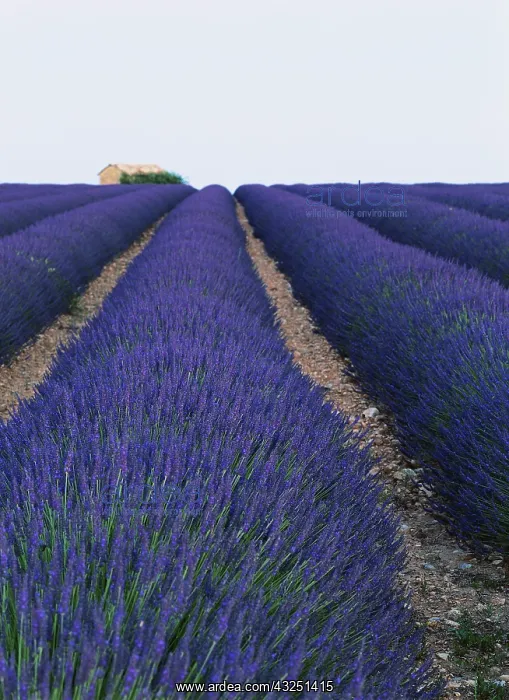 : France, lavender field (Large format sizes : France, lavender field (Large format sizes