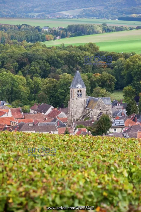 : France, Marne, Champagne Ardenne, Avenay : France, Marne, Champagne Ardenne, Avenay