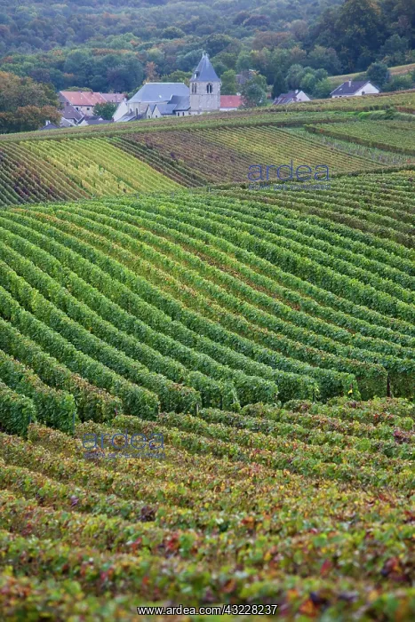 : France, Marne, Champagne Ardenne, Chigny-les-Roses : France, Marne, Champagne Ardenne, Chigny-les-Roses