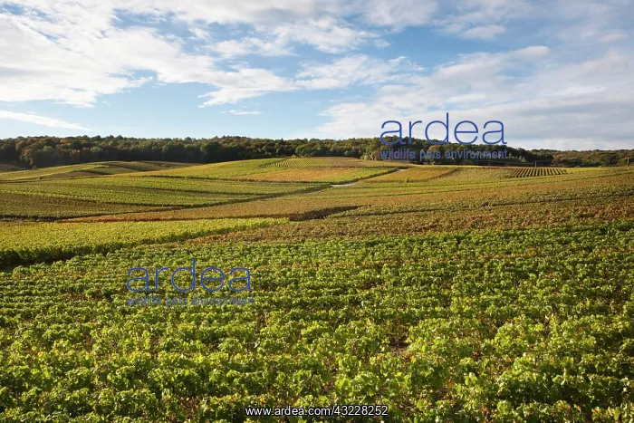 : France, Marne, Champagne Ardenne, Chigny-les-Roses : France, Marne, Champagne Ardenne, Chigny-les-Roses