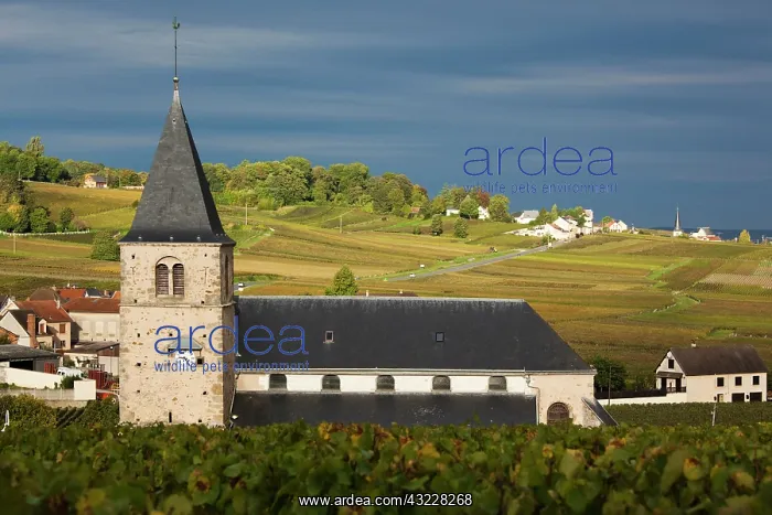 : France, Marne, Champagne Ardenne, Mailly-Champagne : France, Marne, Champagne Ardenne, Mailly-Champagne