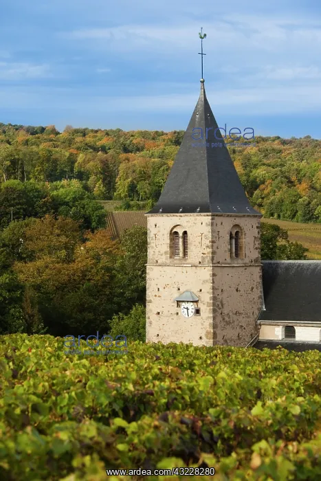 : France, Marne, Champagne Ardenne, Mailly-Champagne : France, Marne, Champagne Ardenne, Mailly-Champagne