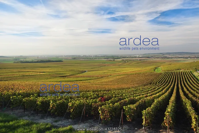 : France, Marne, Champagne Ardenne, Verzenay : France, Marne, Champagne Ardenne, Verzenay