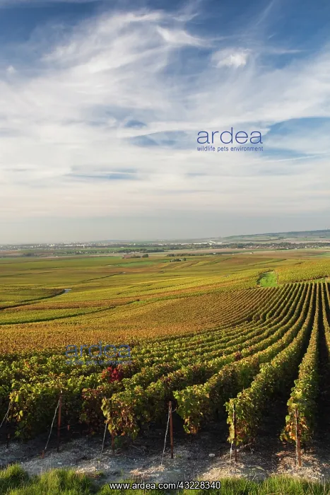 : France, Marne, Champagne Ardenne, Verzenay : France, Marne, Champagne Ardenne, Verzenay