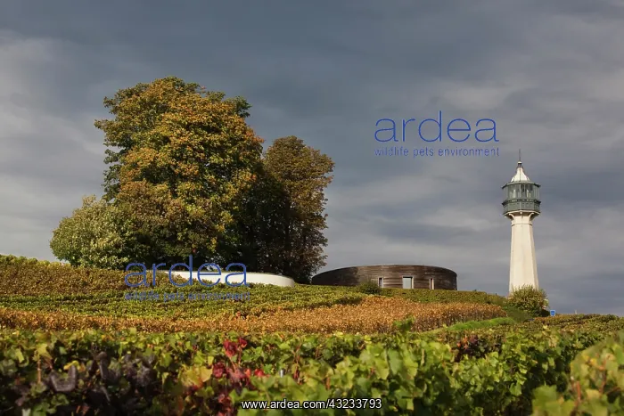 : France, Marne, Champagne Ardenne, Verzenay : France, Marne, Champagne Ardenne, Verzenay