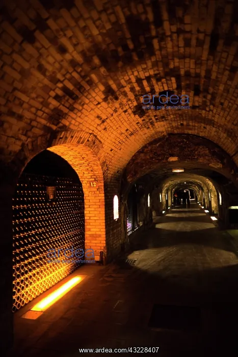  : France, Marne, Champagne Region, Epernay