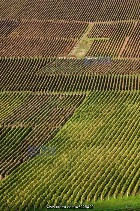 : France, Marne, Champagne Region, Hautvillers : France, Marne, Champagne Region, Hautvillers