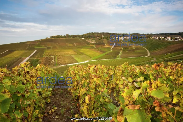 : France, Marne, Champagne Region, Hautvillers : France, Marne, Champagne Region, Hautvillers
