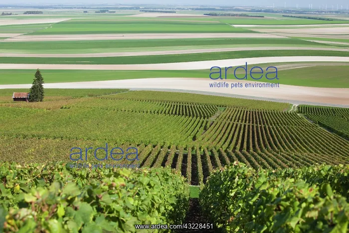 : France, Marne, Champagne Region, Mont Aime : France, Marne, Champagne Region, Mont Aime
