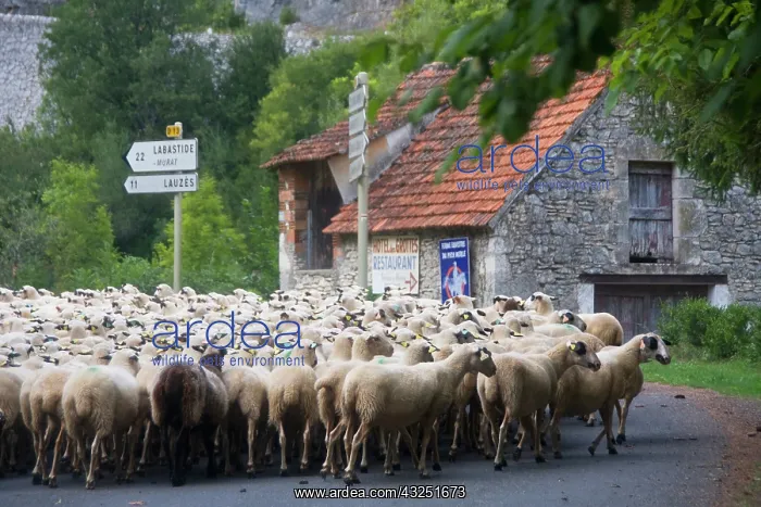 : France, Midi-Pyrenees, Lot Department, Cahors : France, Midi-Pyrenees, Lot Department, Cahors