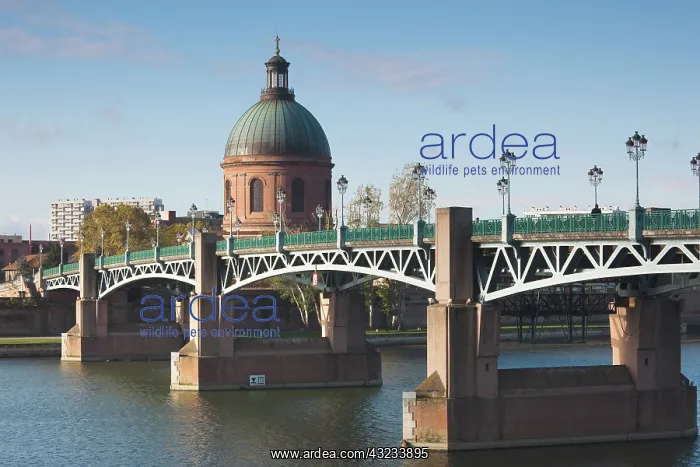 : France, Midi-Pyrenees Region, Haute-Garonne : France, Midi-Pyrenees Region, Haute-Garonne