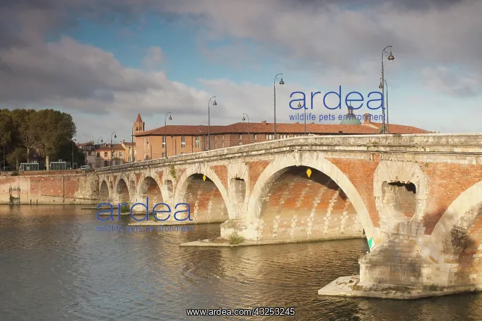 : France, Midi-Pyrenees Region, Haute-Garonne : France, Midi-Pyrenees Region, Haute-Garonne