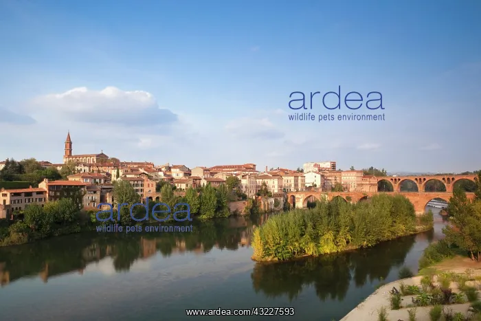 : France, Midi-Pyrenees Region, Tarn Department : France, Midi-Pyrenees Region, Tarn Department