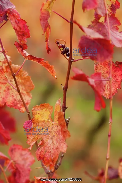 : France, Midi-Pyrenees Region, Tarn Department : France, Midi-Pyrenees Region, Tarn Department