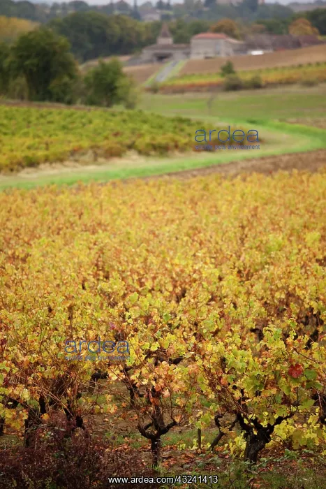 : France, Midi-Pyrenees Region, Tarn Department : France, Midi-Pyrenees Region, Tarn Department