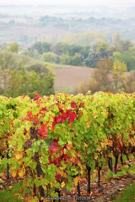  : France, Midi-Pyrenees Region, Tarn Department