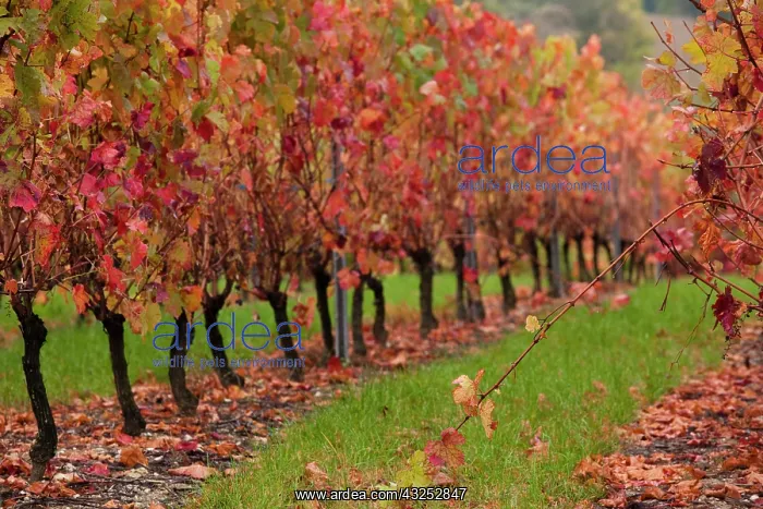  : France, Midi-Pyrenees Region, Tarn Department