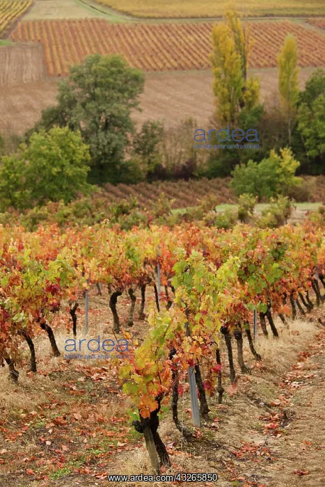 : France, Midi-Pyrenees Region, Tarn Department : France, Midi-Pyrenees Region, Tarn Department