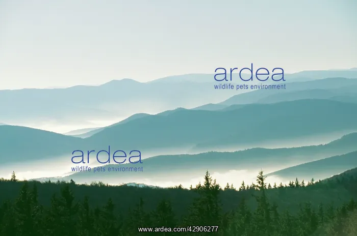 : FRANCE - MISTY HILLS : FRANCE - MISTY HILLS