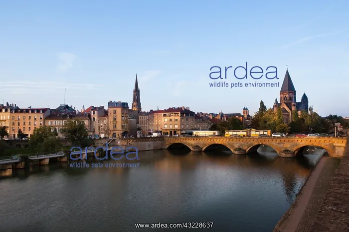 : France, Moselle, Lorraine Region, Metz : France, Moselle, Lorraine Region, Metz