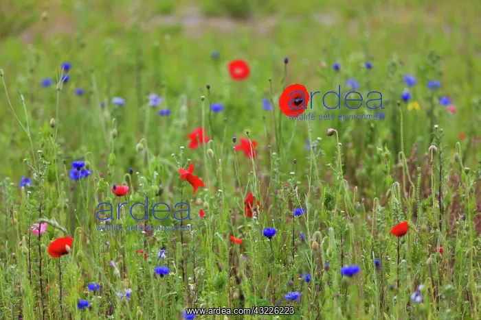 : France, Nord, French Flanders, Dunkerque : France, Nord, French Flanders, Dunkerque