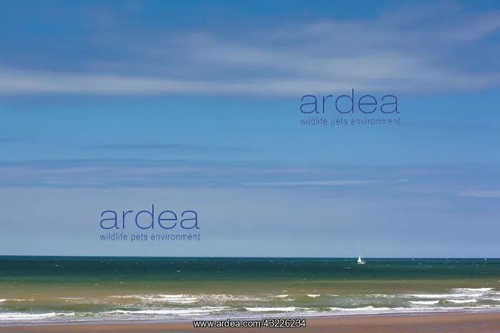 : France, Nord, French Flanders, Dunkerque : France, Nord, French Flanders, Dunkerque