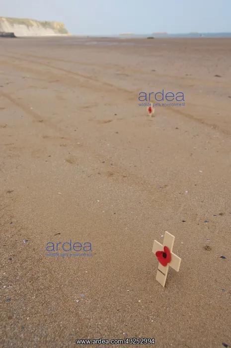 : France, Normandy, Arromanches Beach. Remembrance : France, Normandy, Arromanches Beach. Remembrance