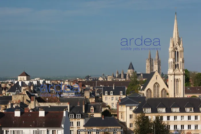 : France, Normandy, Caen, elevated city view : France, Normandy, Caen, elevated city view