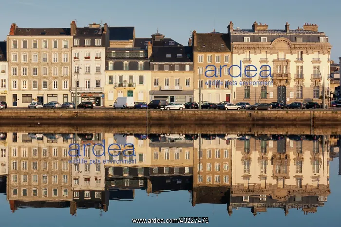: France, Normandy, Cherbourg-Octeville, Bassin : France, Normandy, Cherbourg-Octeville, Bassin