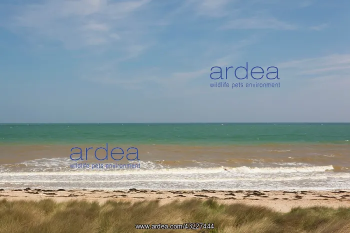 : France, Normandy, D-Day Beaches Area, Courseulles : France, Normandy, D-Day Beaches Area, Courseulles