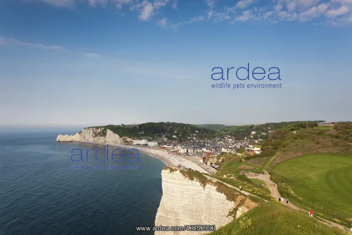 : France, Normandy, Etretat, elevated view : France, Normandy, Etretat, elevated view