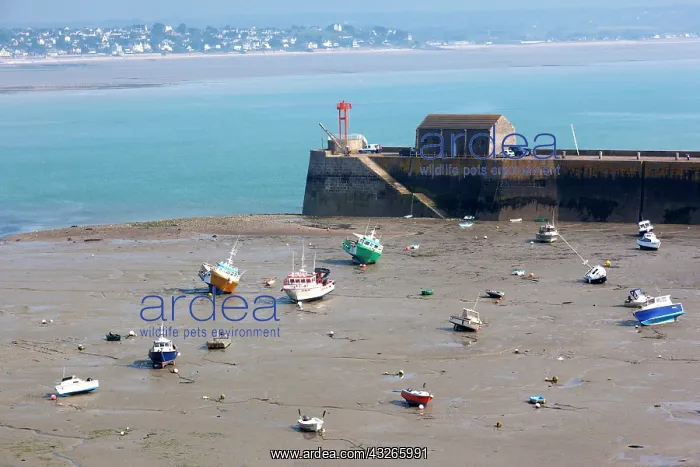 : France, Normandy, Granville, elevated port : France, Normandy, Granville, elevated port