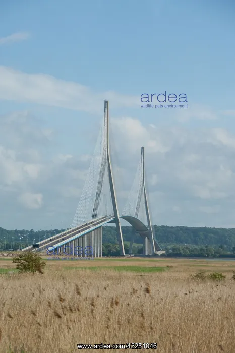 : France, Normandy, La Havre. Normandy Bridge : France, Normandy, La Havre. Normandy Bridge