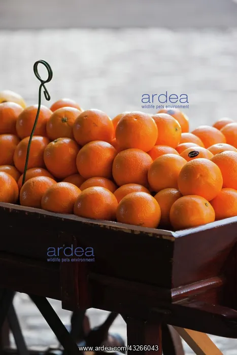: France, Normandy, Rouen, oranges for sale : France, Normandy, Rouen, oranges for sale