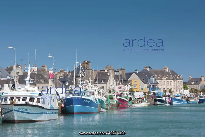 : France, Normandy, Saint Vaast la Hougue : France, Normandy, Saint Vaast la Hougue