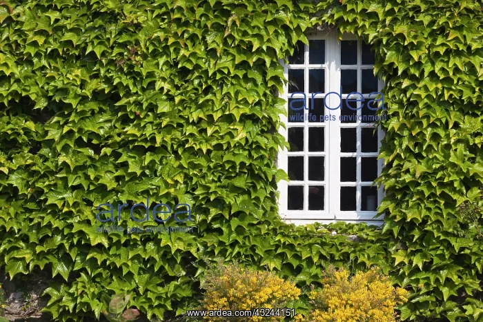 : France, Normandy, St-Germain des Vaux, window : France, Normandy, St-Germain des Vaux, window