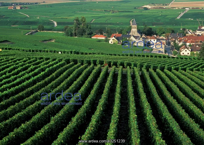 : France, Oger, Marne, Champagne. Vineyards : France, Oger, Marne, Champagne. Vineyards
