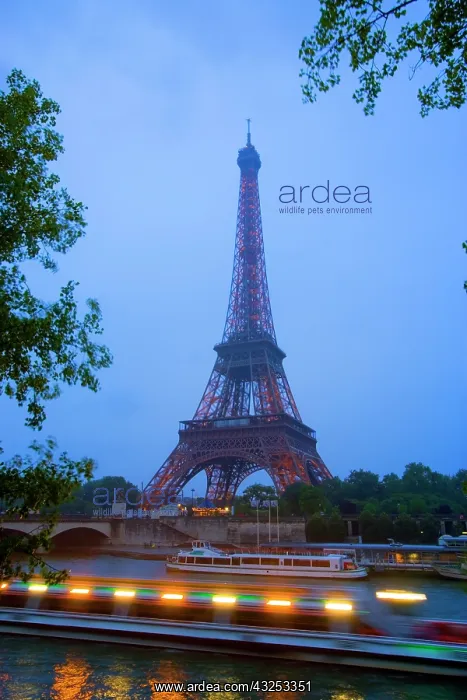 : France, Paris. Early evening view of Eiffel : France, Paris. Early evening view of Eiffel
