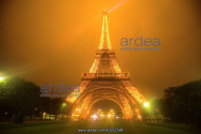  : France, Paris. Eiffel Tower illuminated