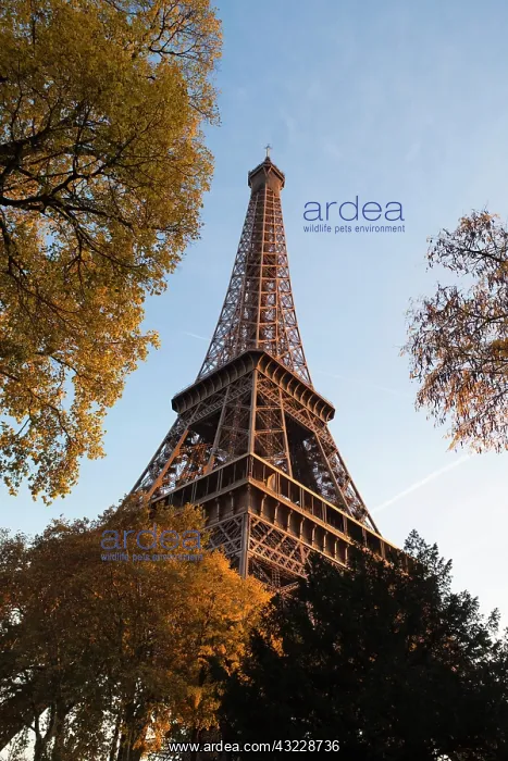 : France, Paris, Eiffel Tower, sunset : France, Paris, Eiffel Tower, sunset