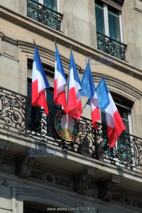 : France, Paris, French national flags on : France, Paris, French national flags on